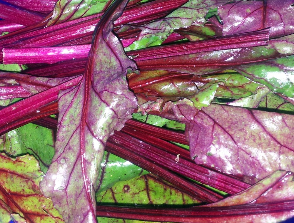 beetroot greens, as delicious as they are colourful
