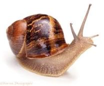 snail