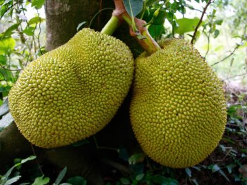 jackfruit.jpg