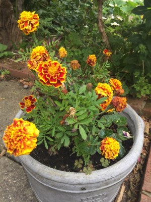 marigolds