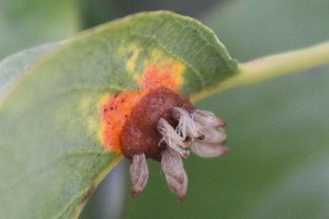 Pear-rust-gall-and-spores
