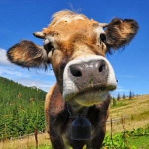 cow